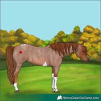 Horse Color:Red Roan Tobiano 