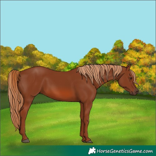 Horse Color:Chestnut 