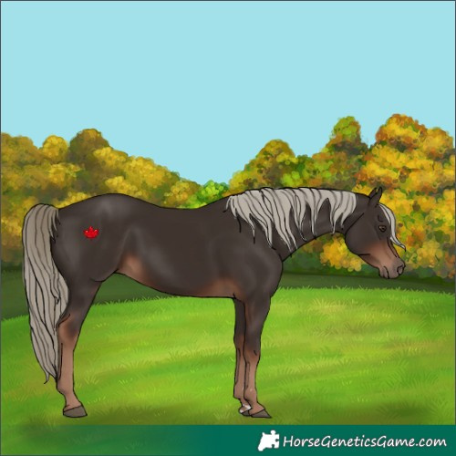Horse Color:Liver Chestnut 