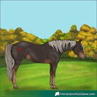 Horse Color:Liver Chestnut 