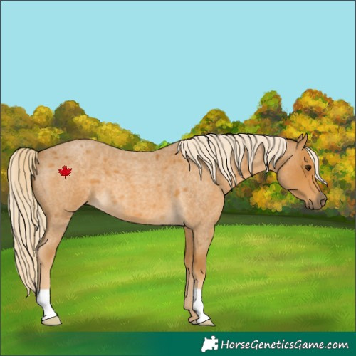 Horse Color:Palomino Roan