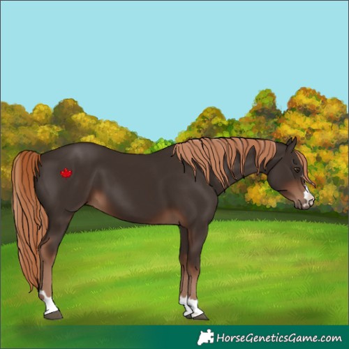 Horse Color:Liver Chestnut