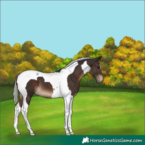 Horse Color:Silver Brown Tobiano 