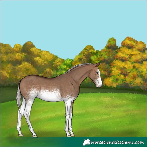 Horse Color:White Spotted Silver Brown Dun 