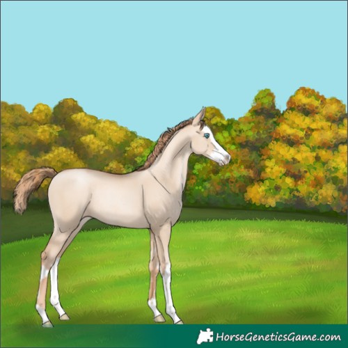 Horse Color:Gold Champagne Pearl Dun Rabicano and Gold Champagne Pearl Dun Splash Rabicano