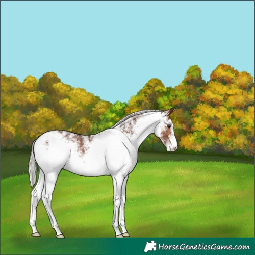 Horse Color:White Spotted Silver Bay 