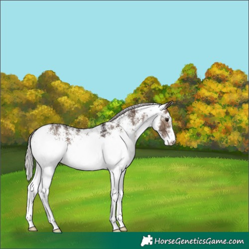 Horse Color:White Spotted Silver Brown Dun 