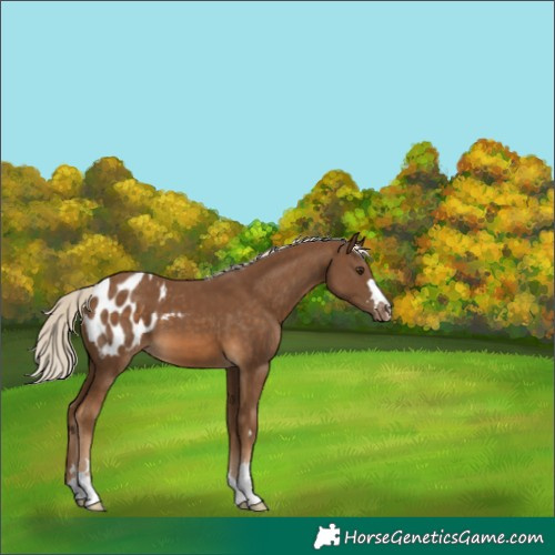Horse Color:Chocolate Palomino Appaloosa