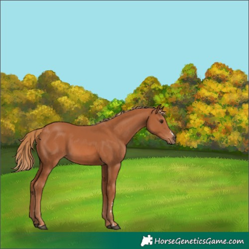 Horse Color:Chestnut 