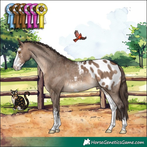 Horse Color:Brown Dun Sabino Appaloosa 
