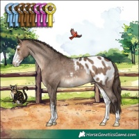 Horse Color:Brown Dun Sabino Appaloosa 