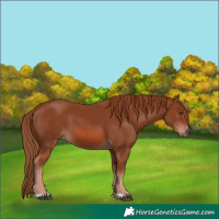 Horse Color:Chestnut 