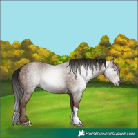 Horse Color:Gray Classic Champagne Tobiano 