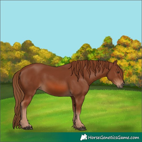 Horse Color:Chestnut 