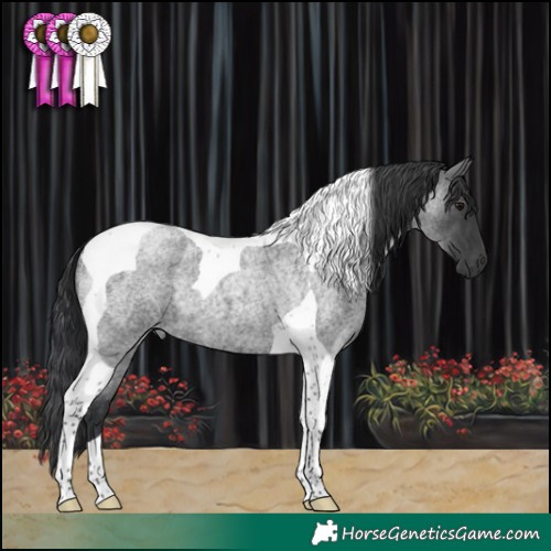 Horse Color:Blue Roan Tobiano 