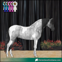 Horse Color:Blue Roan Tobiano 