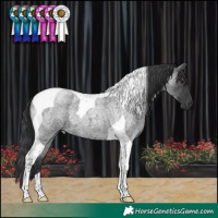 Horse Color:Blue Roan Tobiano