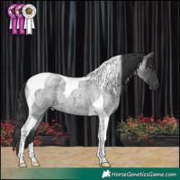 Horse Color:Blue Roan Tobiano