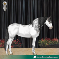 Horse Color:Brown Roan Sabino Frame Rabicano 