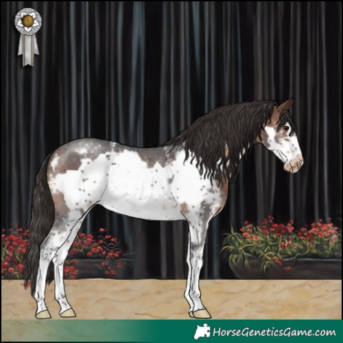 Horse Color:Brown Sabino Frame Appaloosa Rabicano 