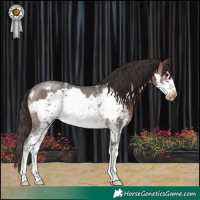 Horse Color:Brown Sabino Frame Appaloosa Rabicano