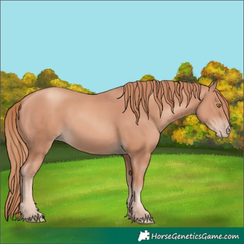 Horse Color:Gold Champagne