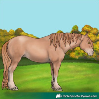 Horse Color:Gold Champagne 