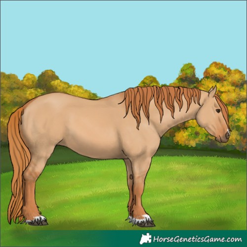 Horse Color:Red Dun