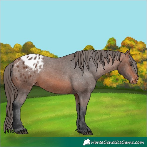 Horse Color:Bay Appaloosa 