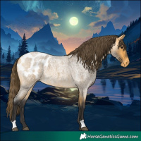 Horse Color:Buckskin Roan Appaloosa