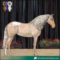 Horse Color:Palomino Roan Appaloosa 