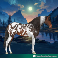 Horse Color:Brown Tobiano Appaloosa 