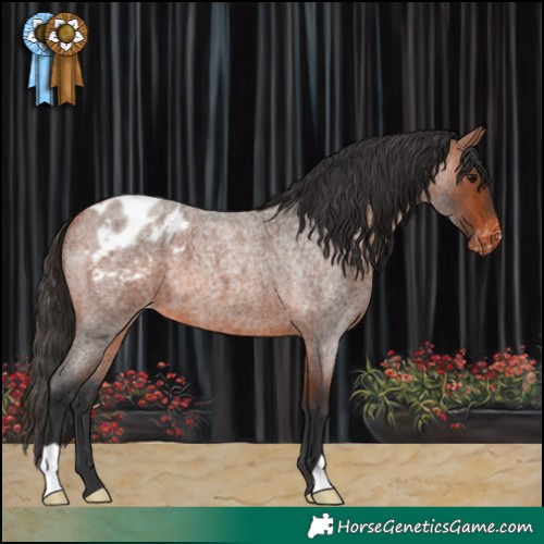 Horse Color:Bay Roan Appaloosa 