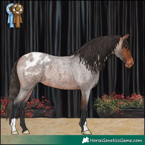 Horse Color:Bay Roan Appaloosa 