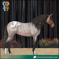 Horse Color:Bay Roan Appaloosa
