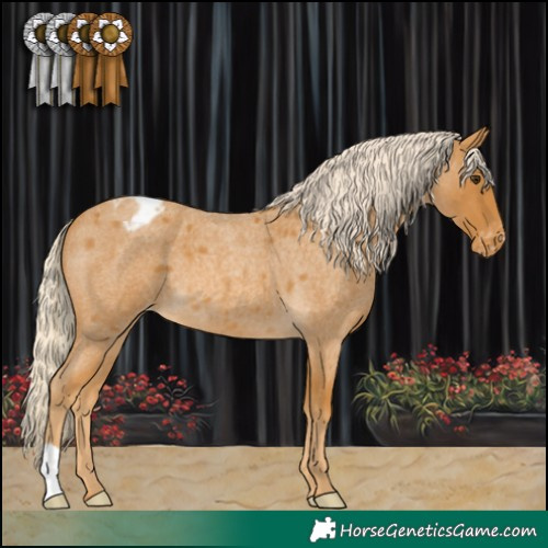 Horse Color:Palomino Roan Appaloosa