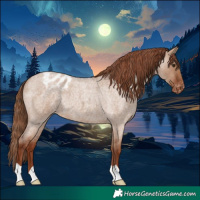 Horse Color:Red Dun Roan Appaloosa 