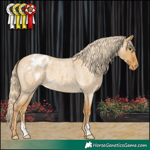 Horse Color:Palomino Roan Dun Appaloosa