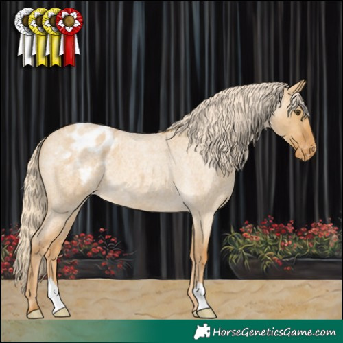 Horse Color:Palomino Roan Dun Appaloosa 