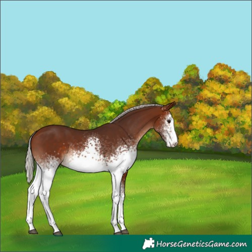 Horse Color:White Spotted Silver Bay 