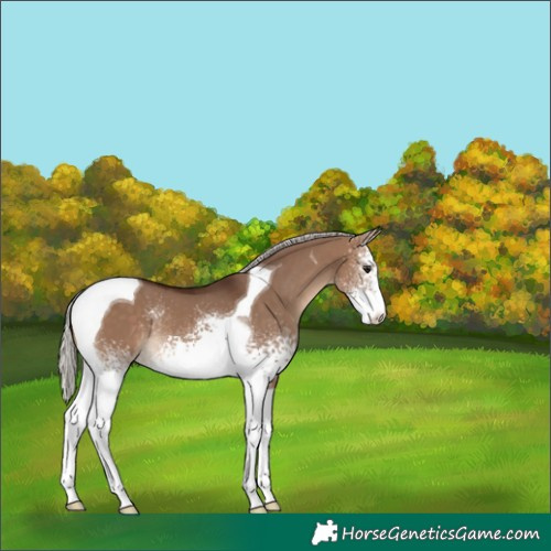 Horse Color:White Spotted Silver Brown Dun Tobiano 