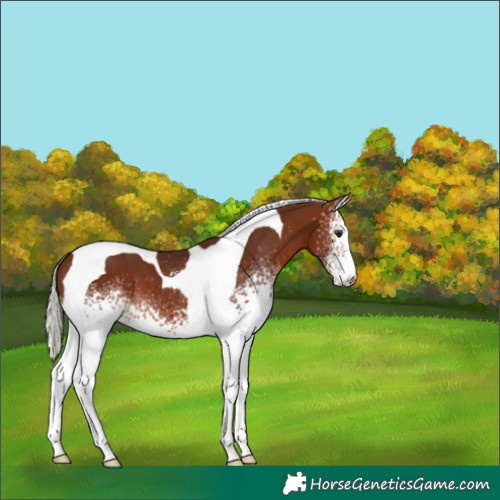 Horse Color:White Spotted Silver Brown Tobiano 