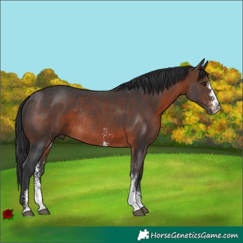 Horse Color:Brown Sabino Rabicano 