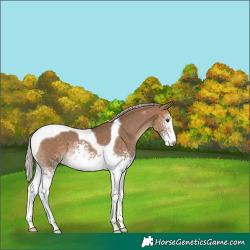 Horse Color:White Spotted Silver Bay Dun Tobiano 