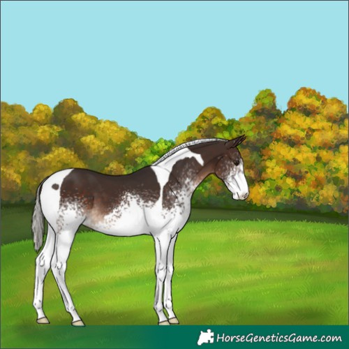 Horse Color:White Spotted Silver Brown Tobiano 