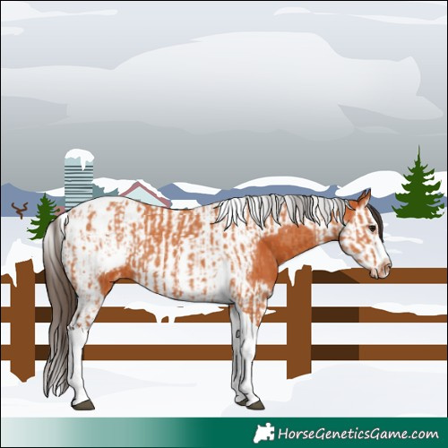 Horse Color:Bay Splash Tobiano Appaloosa  and Bay Splash Tobiano Frame Appaloosa 