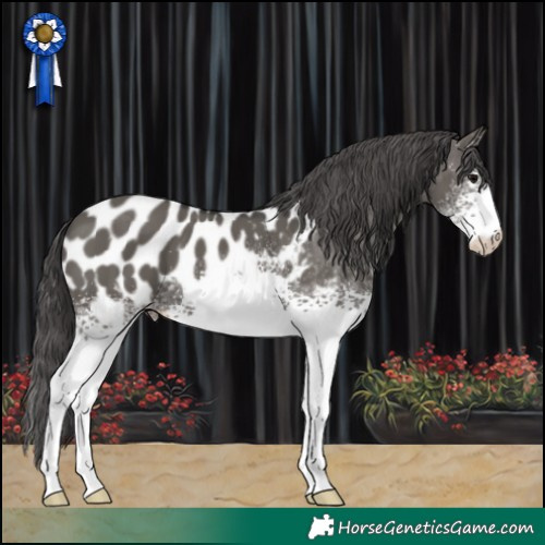 Horse Color:White Spotted Grullo Appaloosa 
