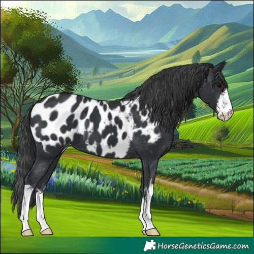 Horse Color:White Spotted Black Appaloosa 