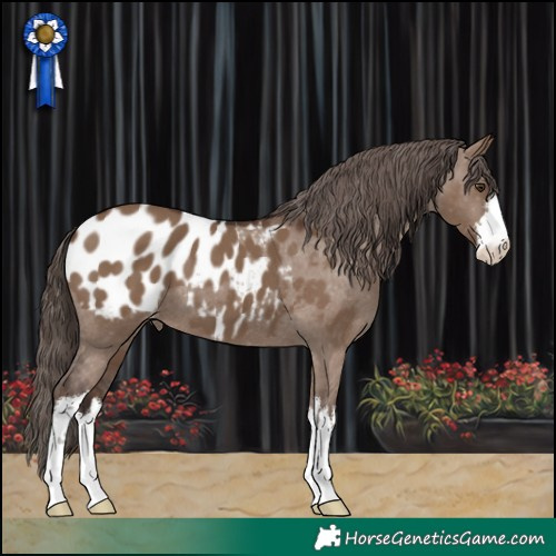 Horse Color:White Spotted Liver Red Dun Appaloosa 