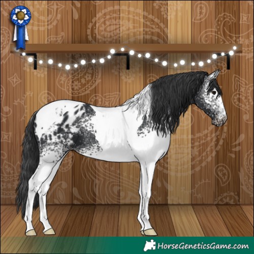Horse Color:White Spotted Black Tobiano Appaloosa